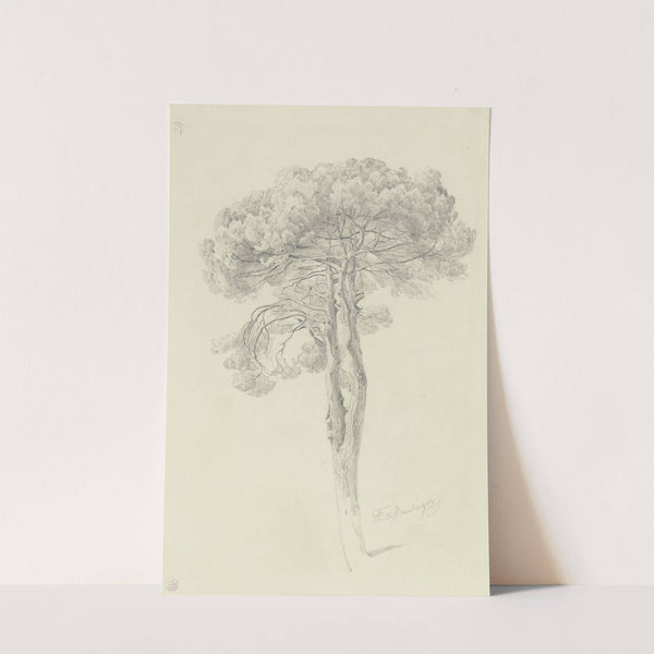 A pine by Fritz Bamberger
