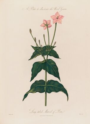 A Plate to illustrate the Word Genus. Long-tubed Marvel of Peru (1799–1810)