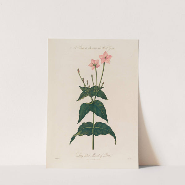 A Plate to illustrate the Word Genus. Long-tubed Marvel of Peru (1799–1810) by Robert John Thornton