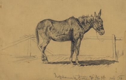 A played-out mule in hospital