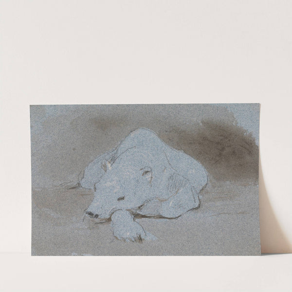 A Polar Bear, Asleep, Front View by George Jones