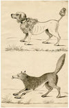 A poodle and a fox. Leaf of a sketchbook