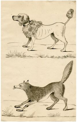 A poodle and a fox. Leaf of a sketchbook