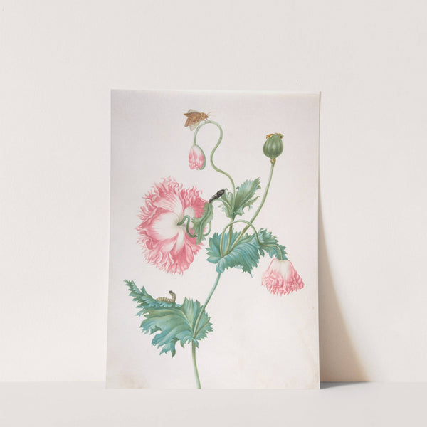 A Poppy in Three Stages of Flowering, with a Caterpillar, Pupa and Butterfly by Johanna Helena Graff