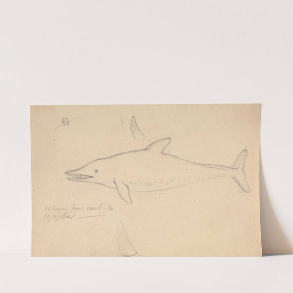 A Porpoise by James Sowerby