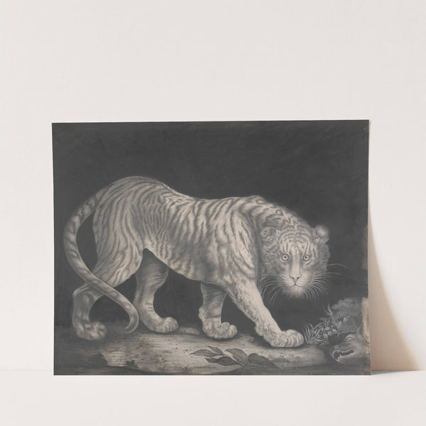 A Prowling Tiger by Elizabeth Pringle