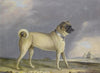 A Pug Dog