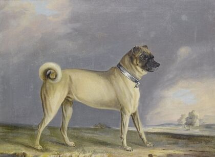 A Pug Dog
