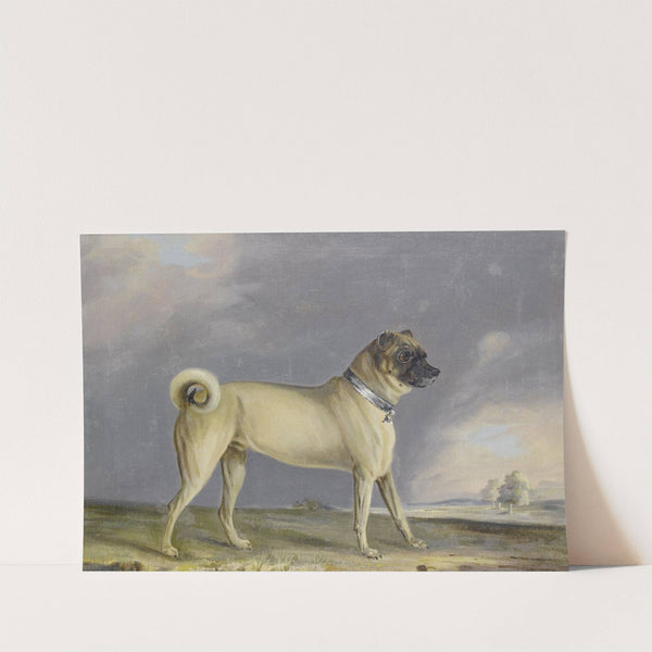 A Pug Dog by Henry Bernard Chalon