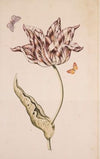 A Purple And White Tulip With Two Moths