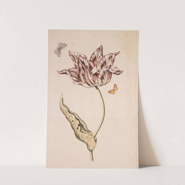 A Purple And White Tulip With Two Moths by Dutch School