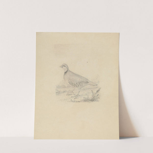 A Quail by James Sowerby