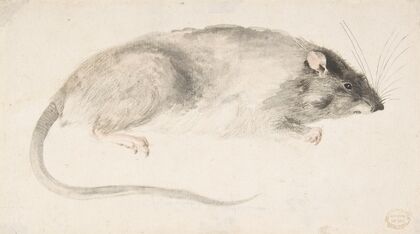 A Rat Seen in Profile (1685–1755)