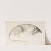 A Rat Seen in Profile (1685–1755) by Count Giorgio Durante