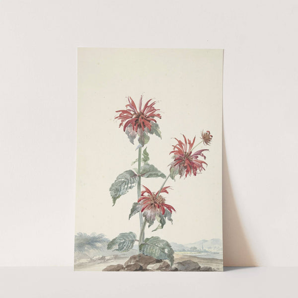 A Red Bergamot in a Landscape (1753) by Aert Schouman