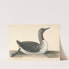 A Red Throated Diver, June 1742 (1742) by Charles Collins