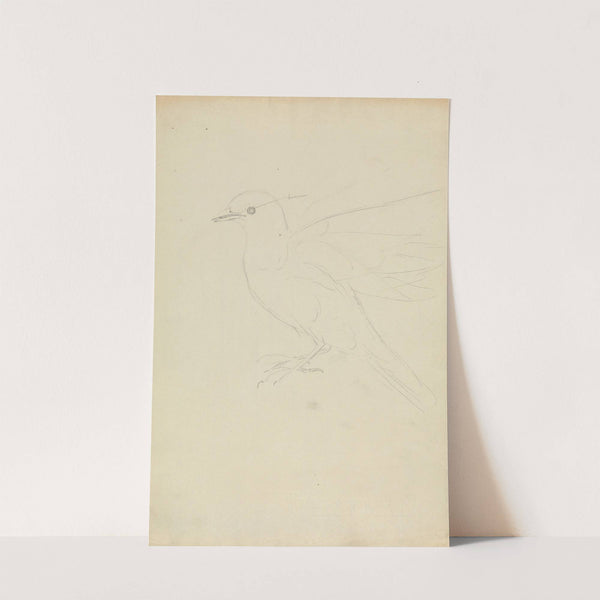 A Redwing Thrush by James Sowerby