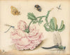 A Rose and Five Insects