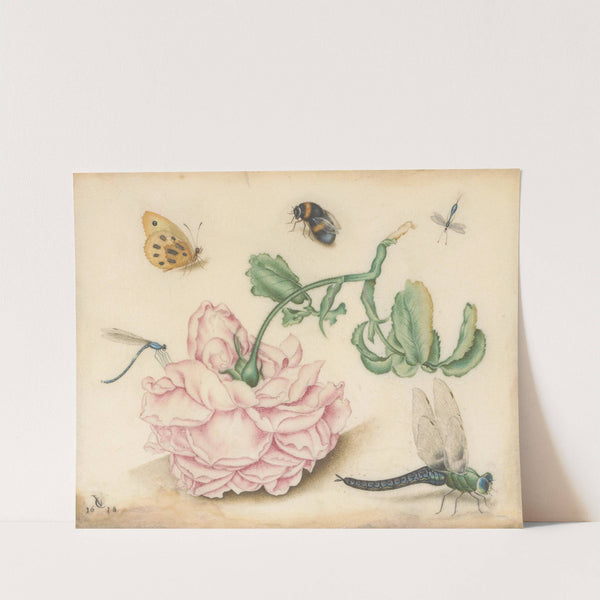 A Rose and Five Insects by Christoffel van den Berghe