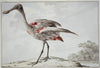 A Roseate Spoonbill (Platalea ajaja)