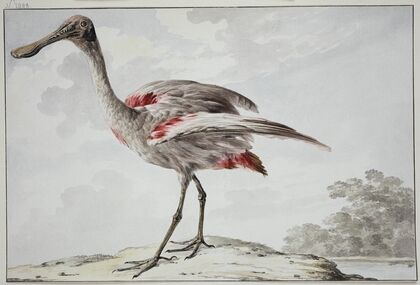 A Roseate Spoonbill (Platalea ajaja)