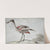 A Roseate Spoonbill (Platalea ajaja) (1760 – 1780) by Aert Schouman
