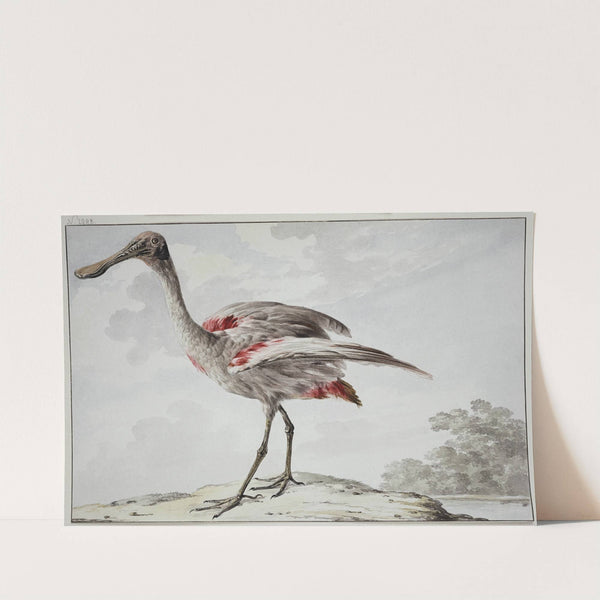 A Roseate Spoonbill (Platalea ajaja) (1760 – 1780) by Aert Schouman