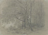 A sapling birch grove