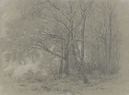 A sapling birch grove