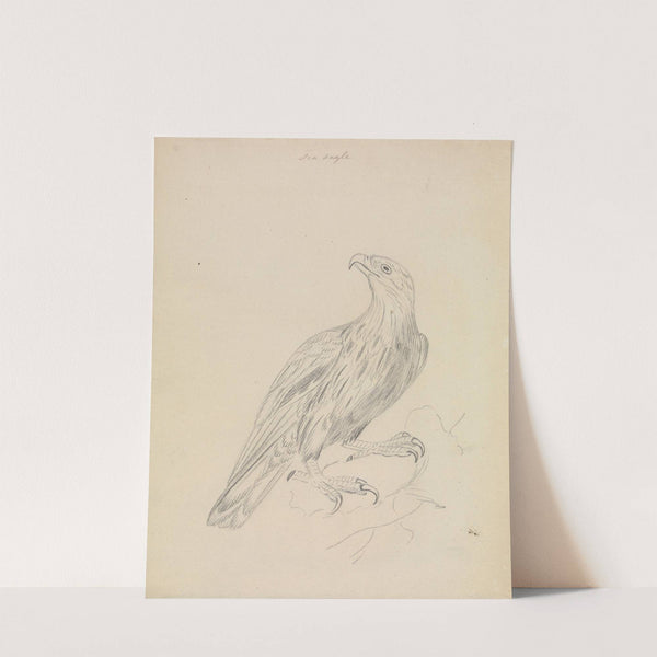 A Sea Eagle by James Sowerby