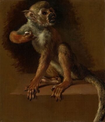 A Seated Monkey (before 1685)