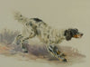 A Setter At Work