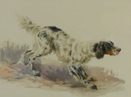 A Setter At Work