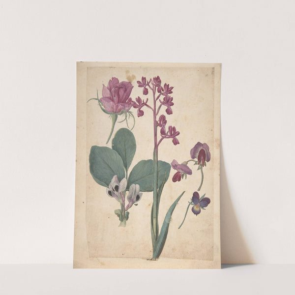 A Sheet of Studies of Flowers; A Rose, a Heartsease, a Sweet Pea, a Garden Pea, and a Lax-flowered Orchid (16th century) by Jacques Le Moyne de Morgues