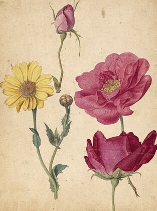 A Sheet of Studies with French Roses and an Oxeye Daisy — size preview