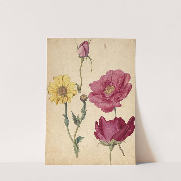 A Sheet of Studies with French Roses and an Oxeye Daisy by Jacques Le Moyne de Morgues