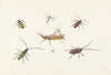A Sheet with Seven Different Insects