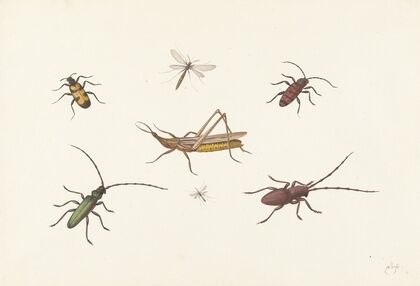 A Sheet with Seven Different Insects