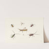 A Sheet with Seven Different Insects by Pieter Withoos