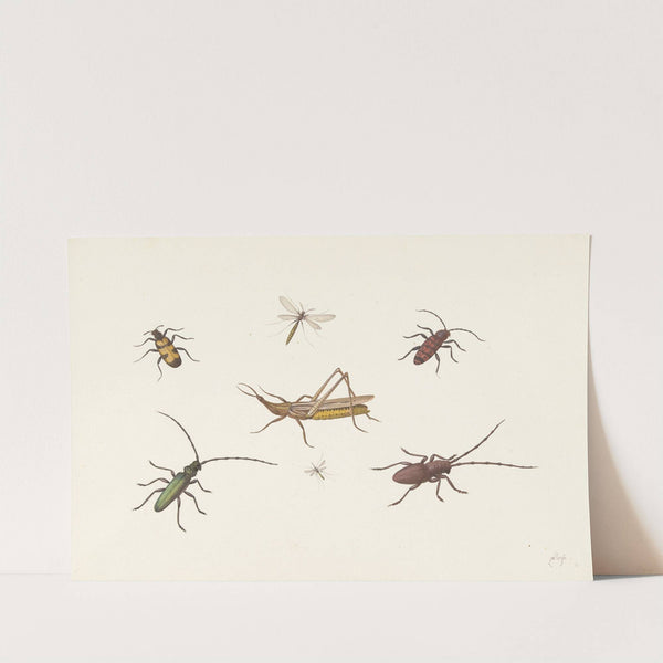A Sheet with Seven Different Insects by Pieter Withoos