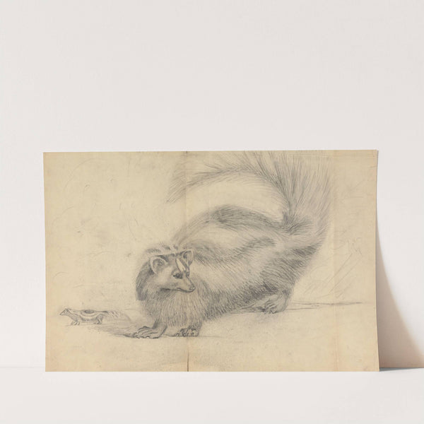 A skunk with another skunk in the background by James Sowerby