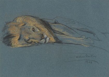 A sleeping lion