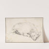 A Sleeping Swine (mid-17th century) by Adriaen van de Velde