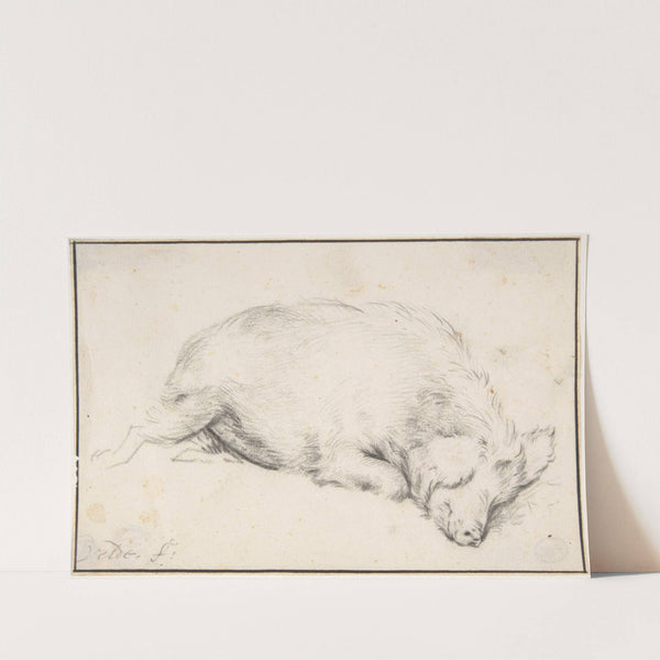 A Sleeping Swine (mid-17th century) by Adriaen van de Velde