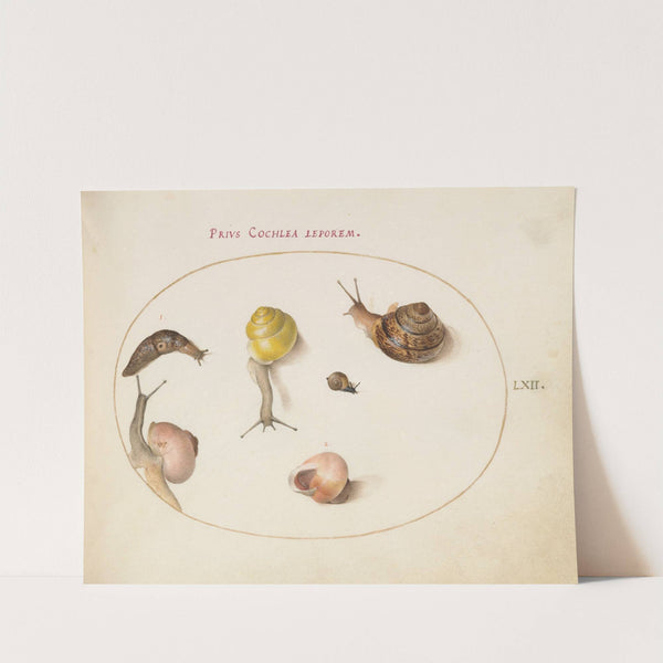 A Slug with Snails (1575-1590) by Joris Hoefnagel