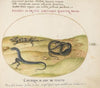 A Snake, a Fire Salamander, and a Snakelike Creature with Two Legs (1575-1590)