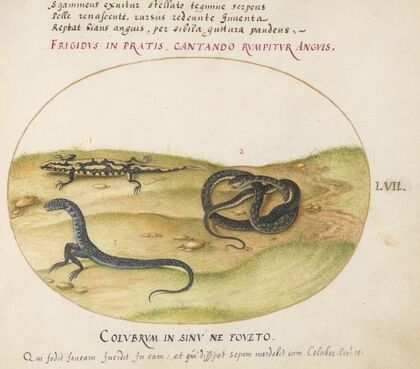 A Snake, a Fire Salamander, and a Snakelike Creature with Two Legs (1575-1590)