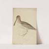 A Snipe (1794) by James Sowerby