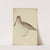 A Snipe (1794) by James Sowerby