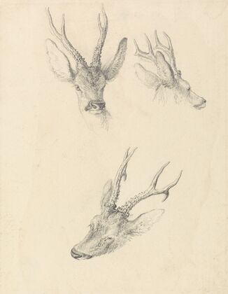 A Stag’s Head; three studies